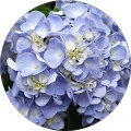 Lavender Hydrangea Lavender Hydrangea